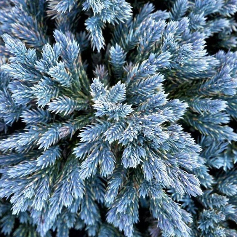 Blue_Star