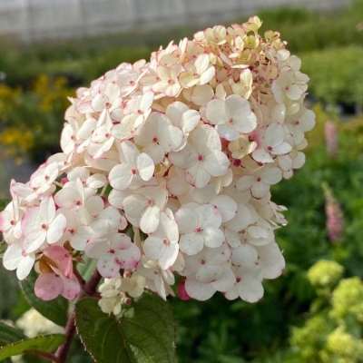 royal-flover-1