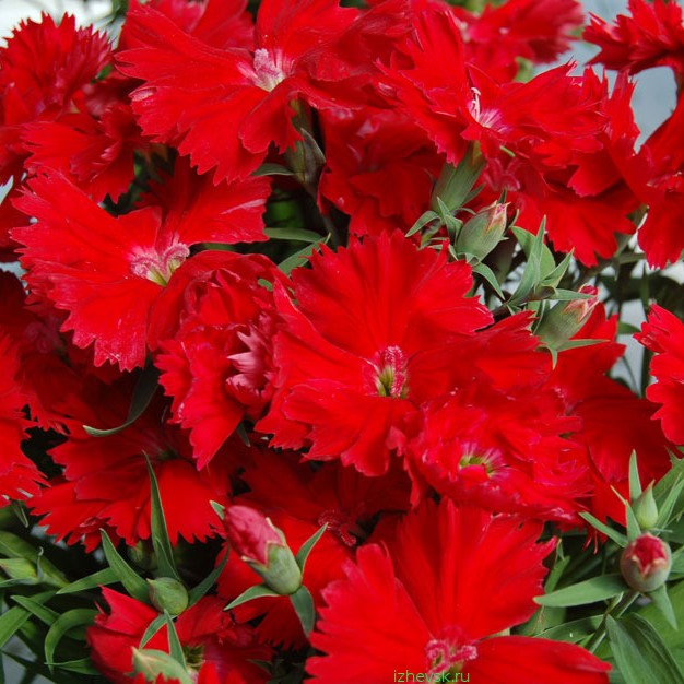 scarlet