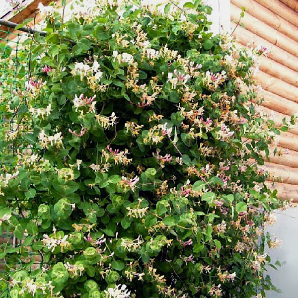 ZHimolost__Caprifolium