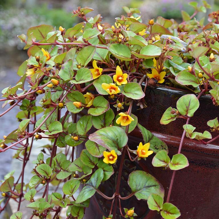 Lysimachia+Sunburst