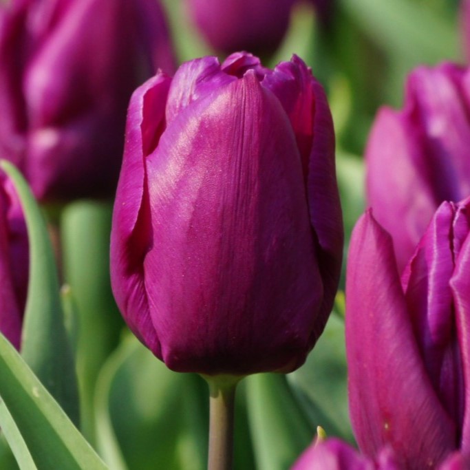 purple  prince