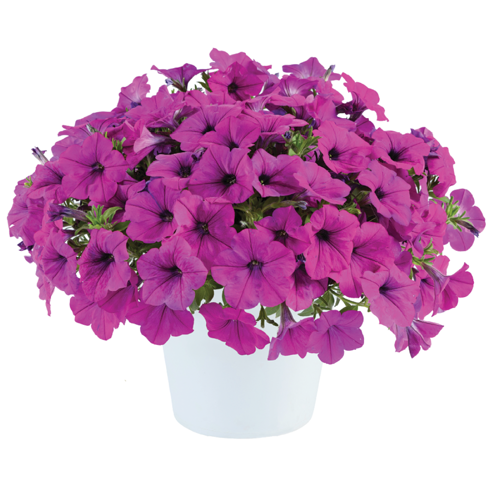 CapellaPurple