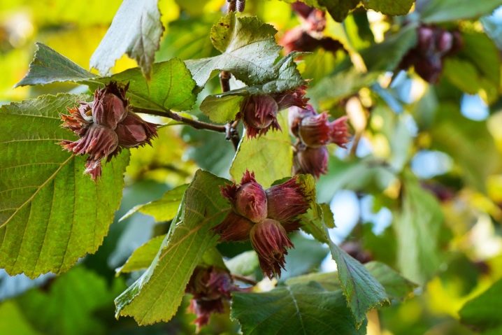 leshchina-obyknovennaya-i-ee-vyrashchivanie-1