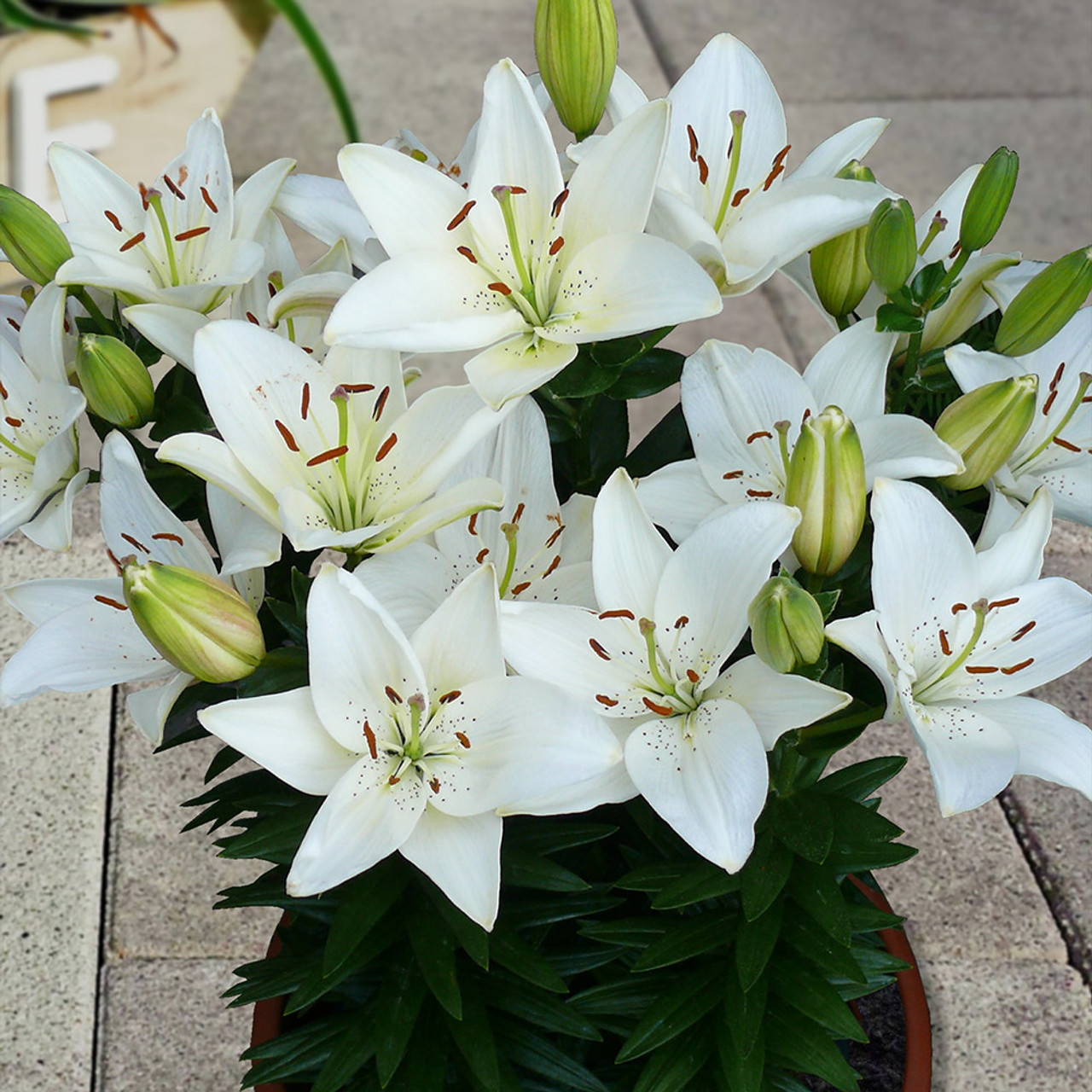 Lilium Inuvik