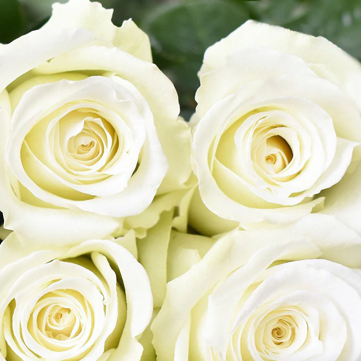 (Rose White Dove)