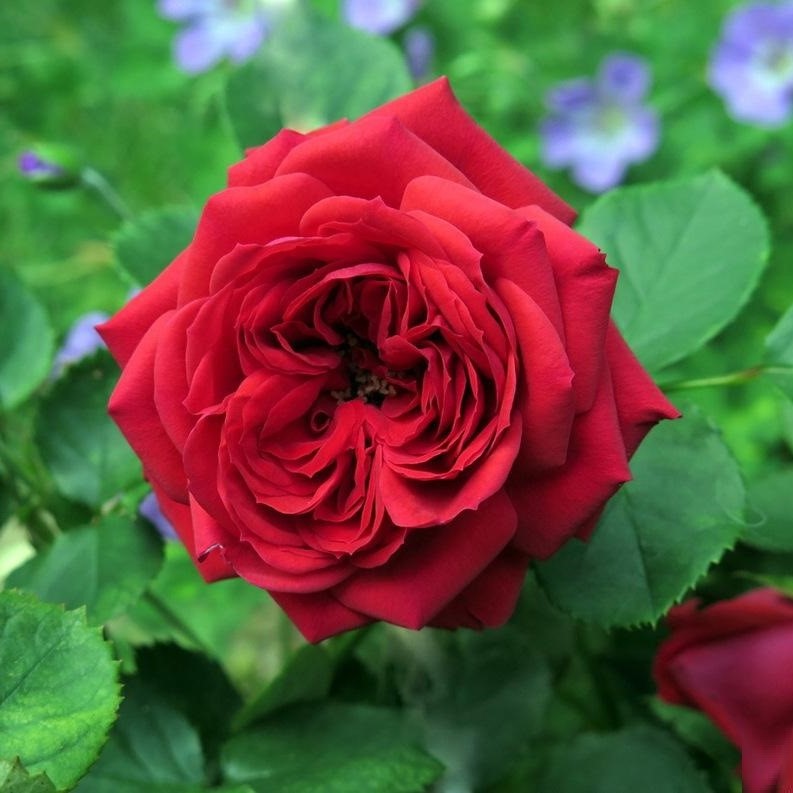 Роза Рабле флорибунда (Rose Rabelais)