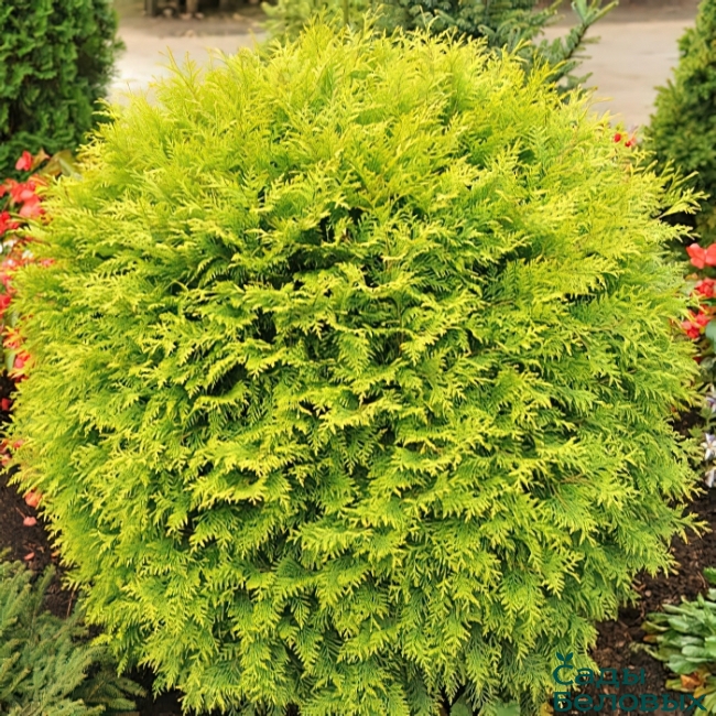 thuja-occidentalis-golden-globe