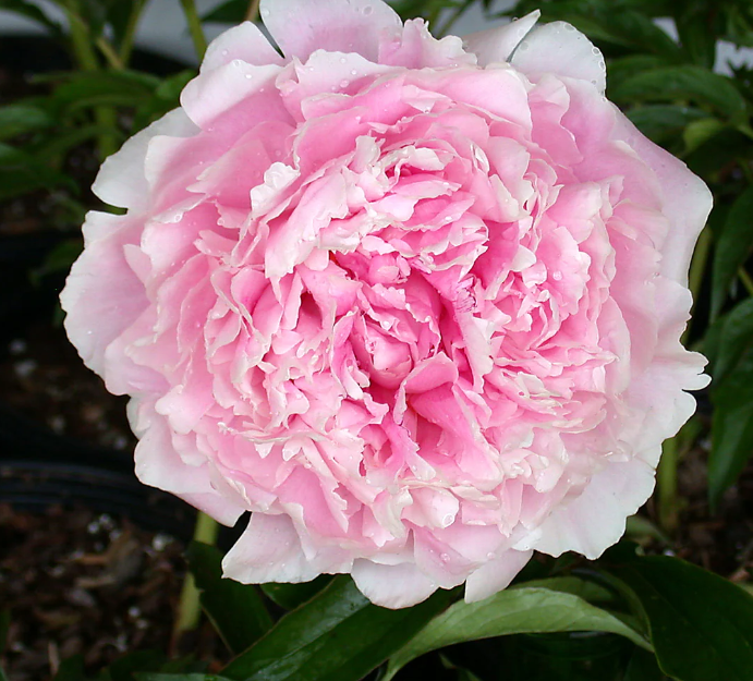 Paeonia lactiflora Sarah Bernhardt