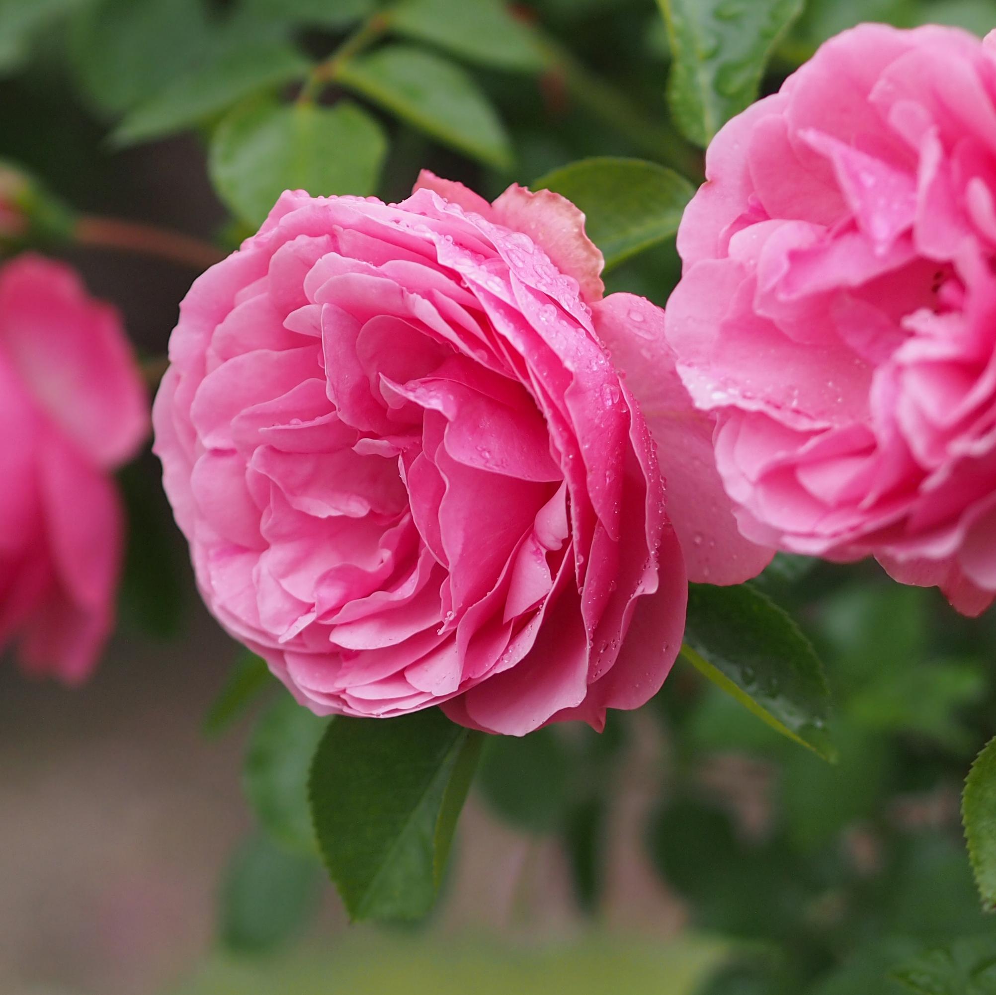 Роза Леонардо да Винчи флорибунда (Rose Leonardo da Vinci)