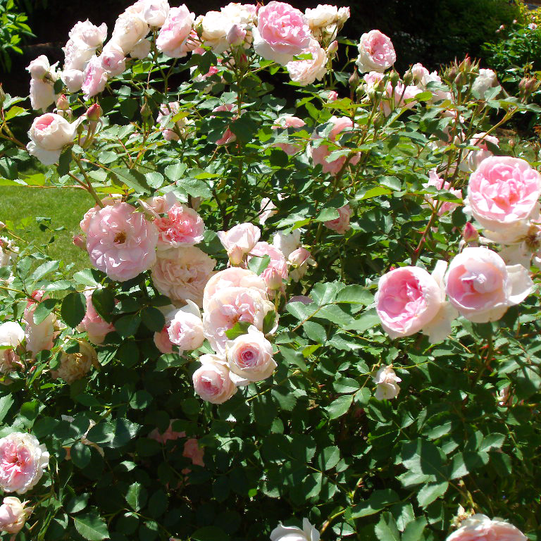 Роза Морден Блаш канадская (Rose Morden Blush)