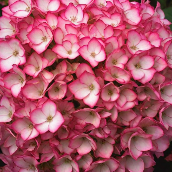 Гортензия Сабрина крупнолистная (Hydrangea macrophylla Sabrina)
