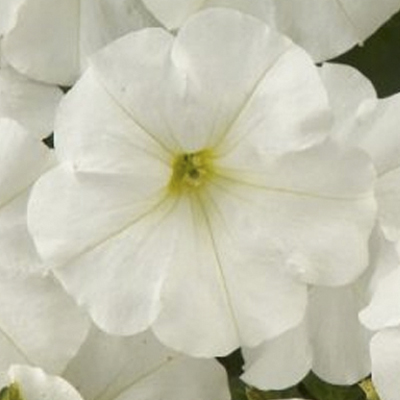 petunia_lupo_white