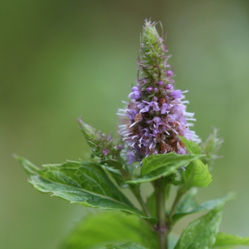 gardenmint