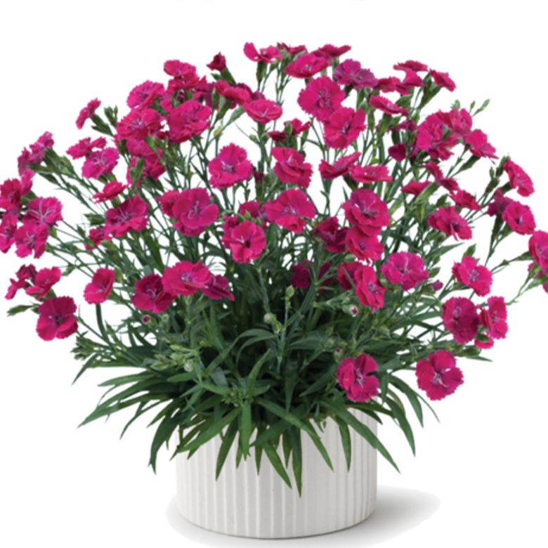 делайла маджента