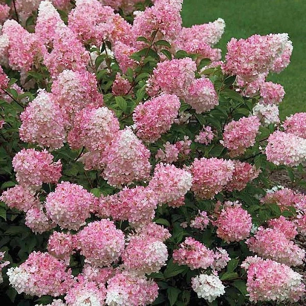 tach-of-pink-1