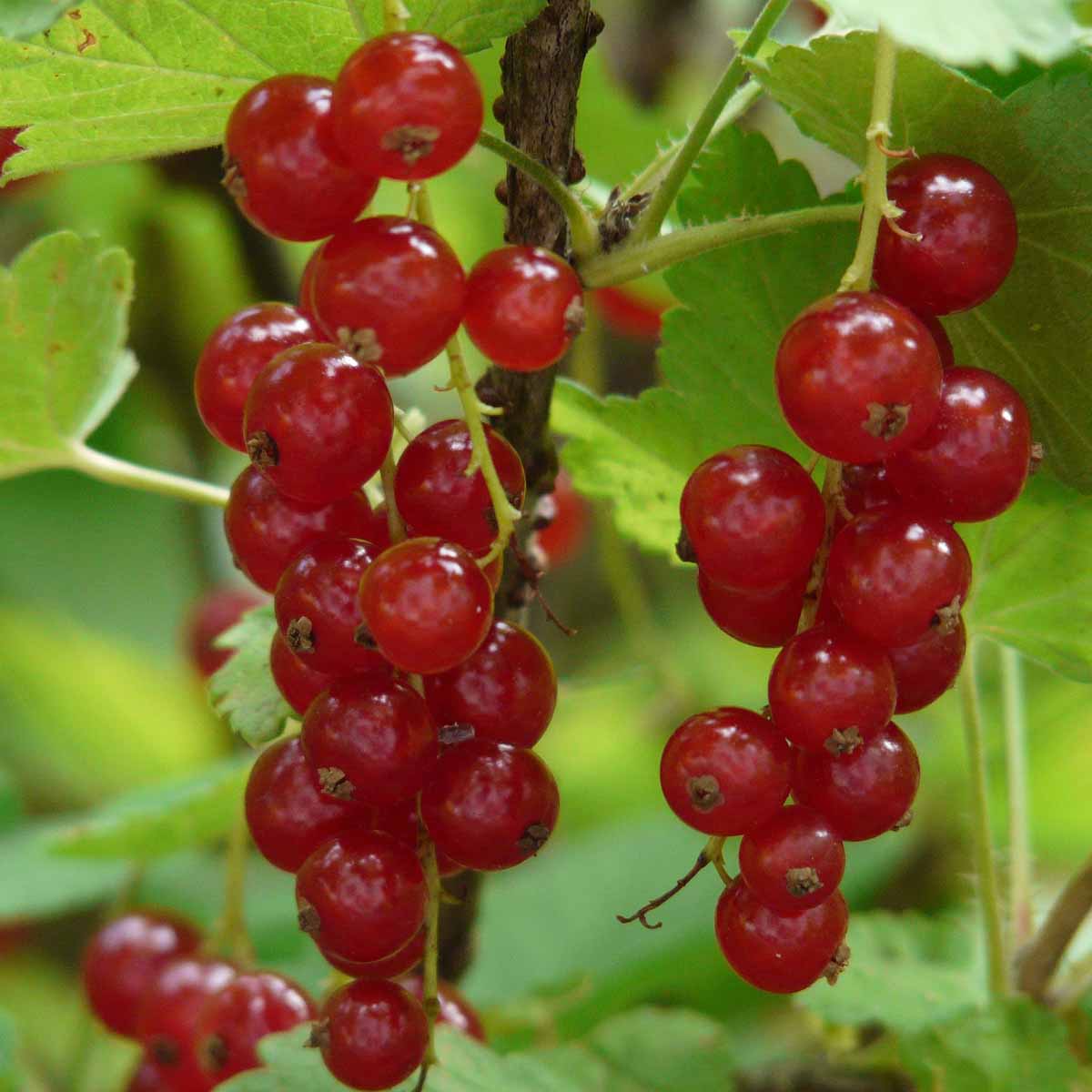 Смородина №35