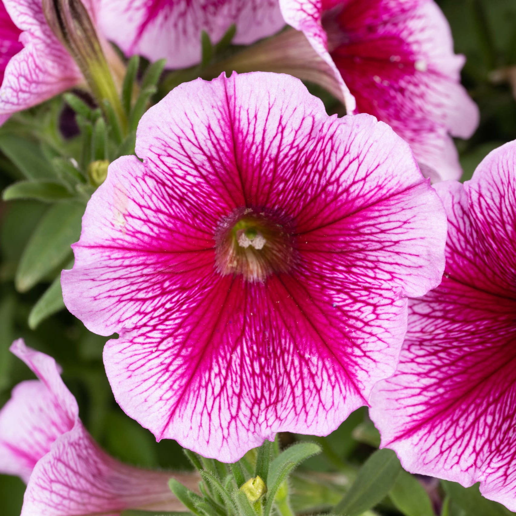 CapellaFuchsiaLace