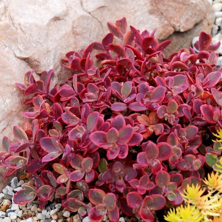 Sedum SunSparkler Wildfire