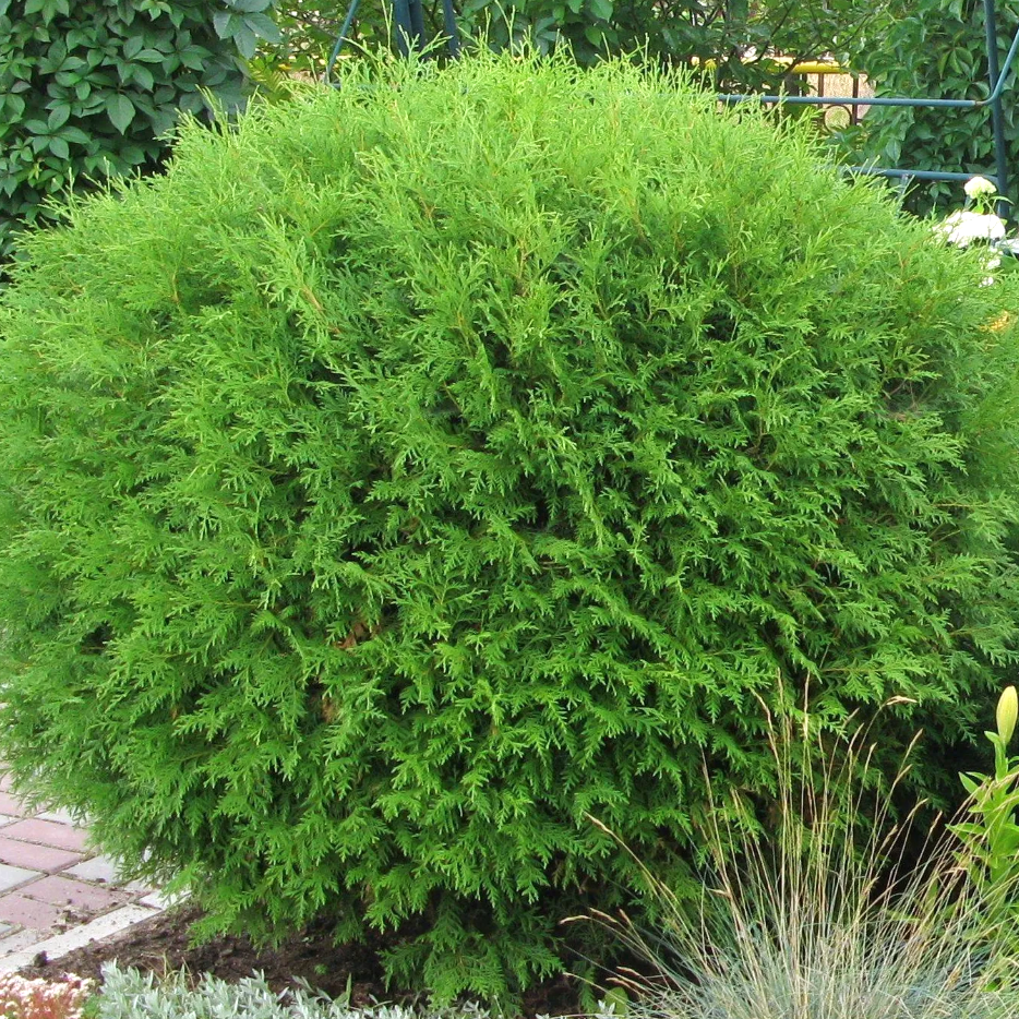 globosaglobosa