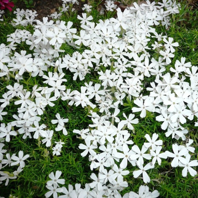white-delight