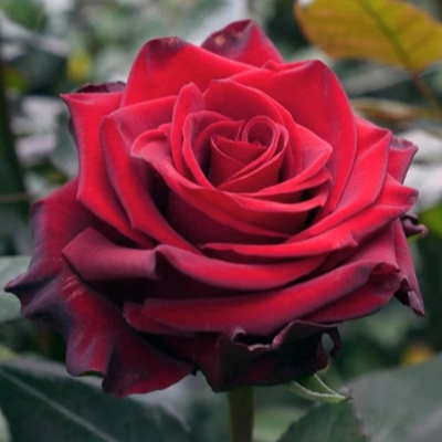 eksplorer