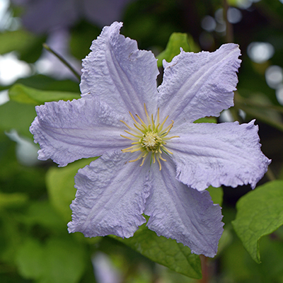 clematis_blekitny_aniol