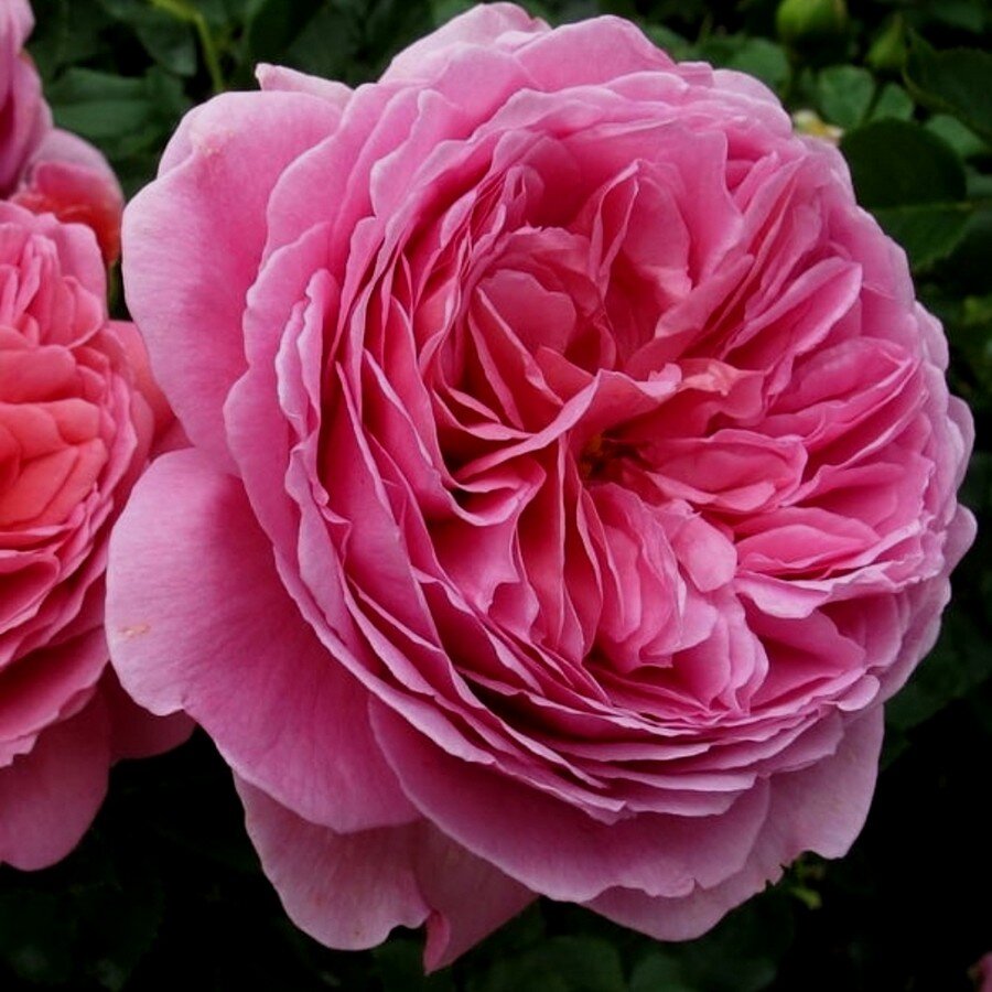 Princess Alexandra of Kent)