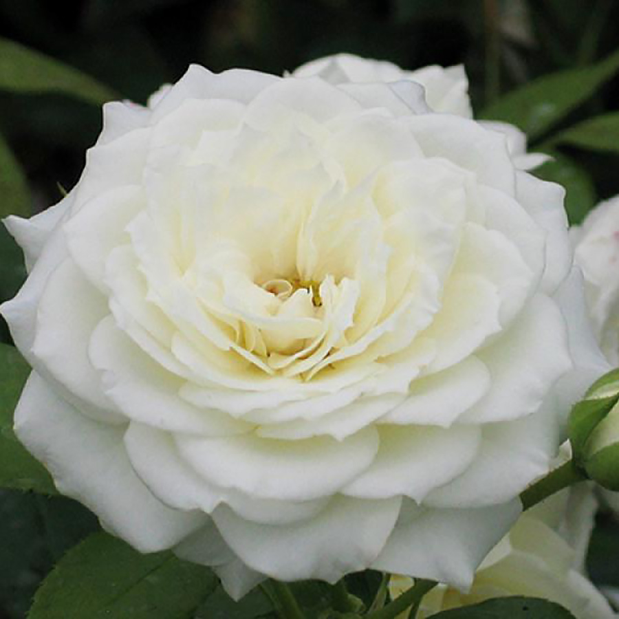 Роза Алабастер флорибунда (Rose Alabaster)