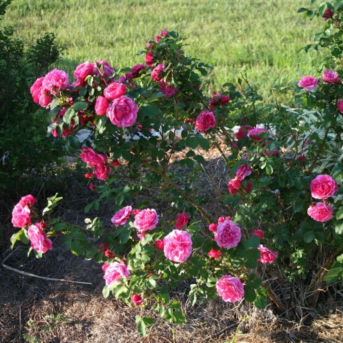 Роза Морден Руби канадская (Rose Morden Ruby)