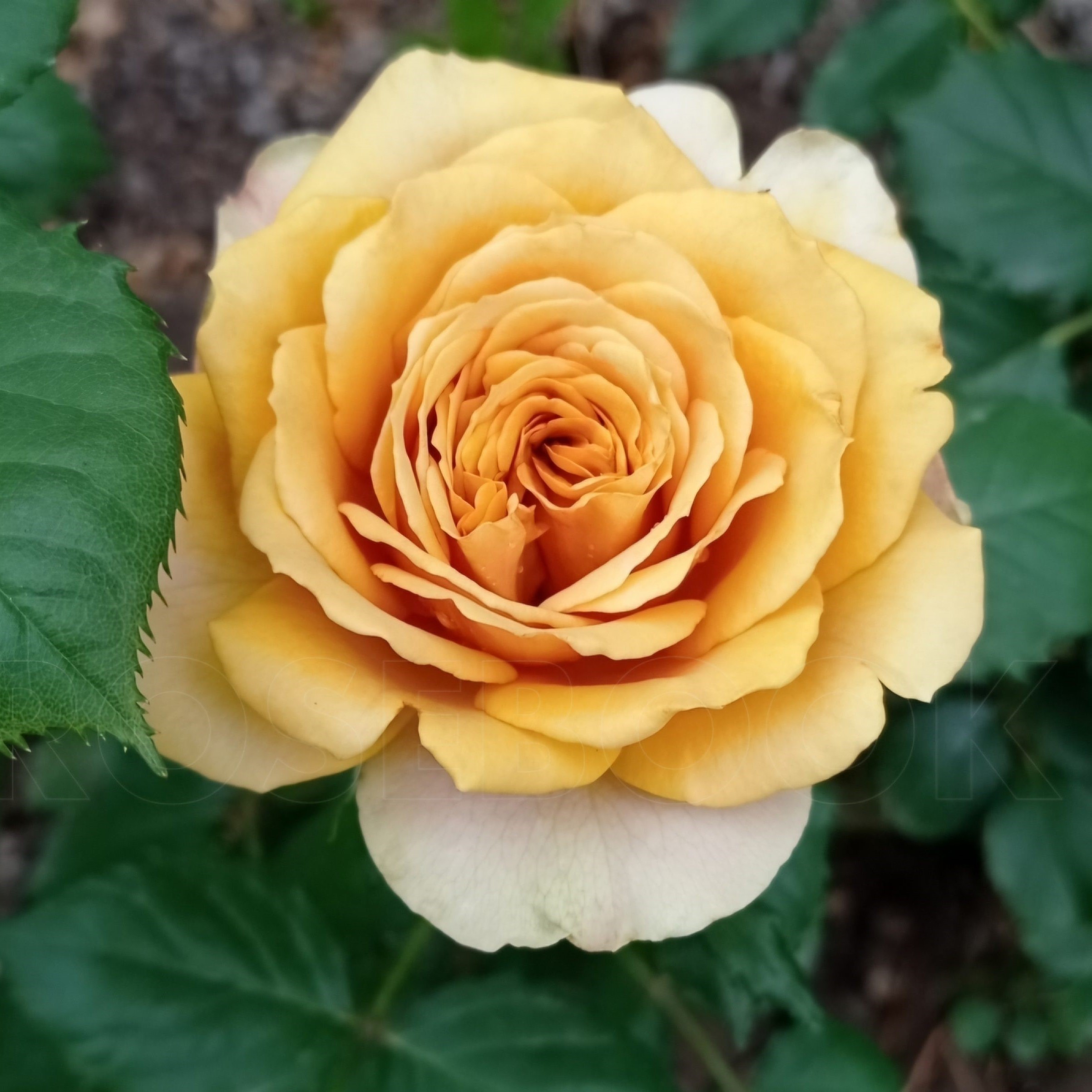 Роза Голден Мустард чайно-гибридная (Rose Golden Mustard)