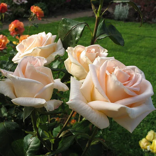 Роза Осиана чайно-гибридная (Rose Osiana)