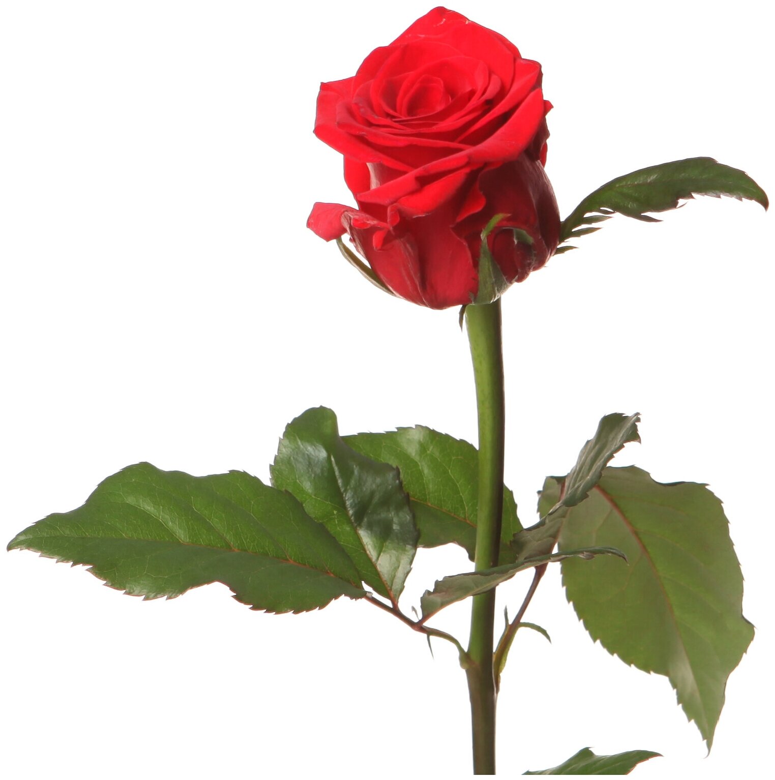 red-igl-3