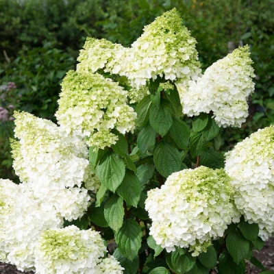 medzhikal-kilimandzharo-1