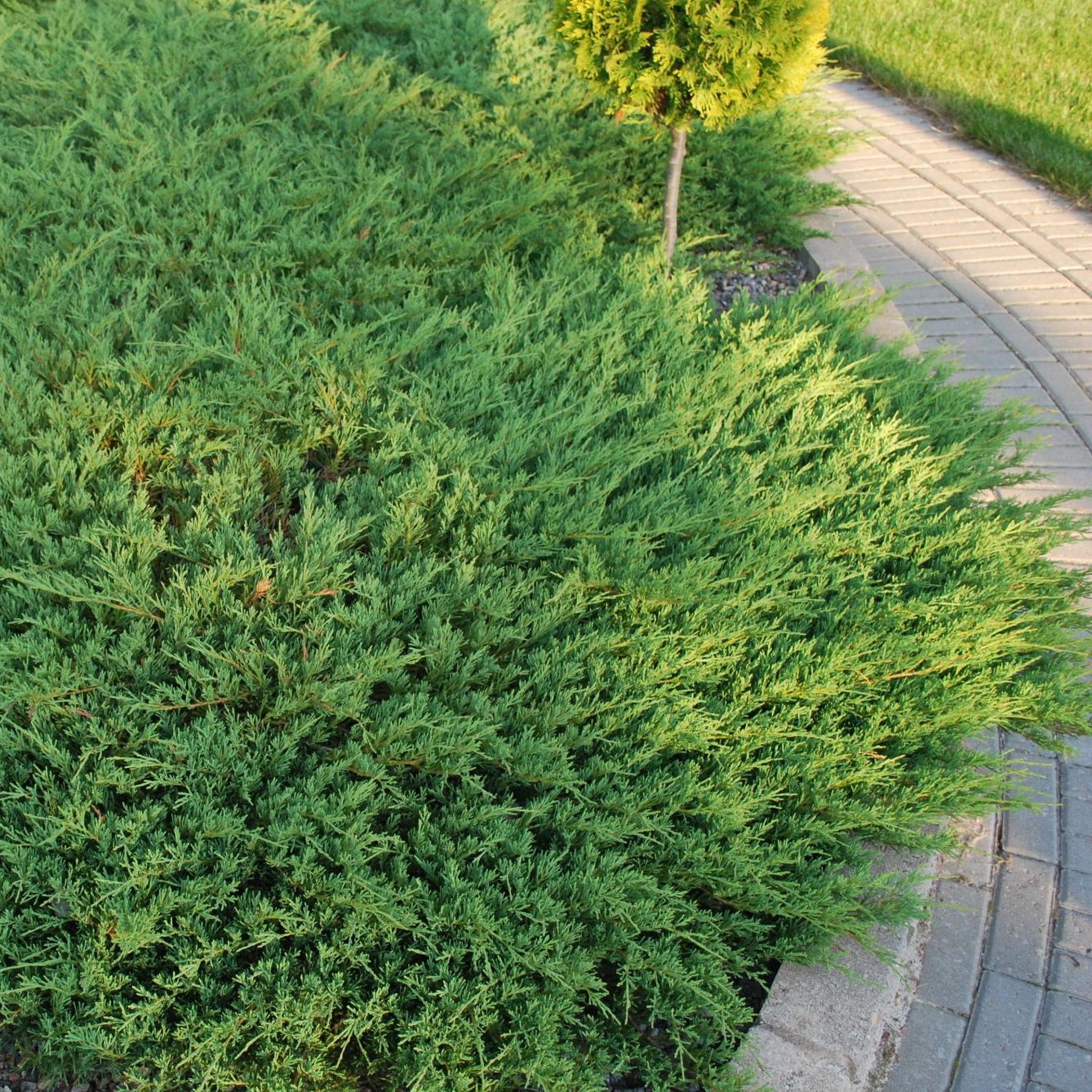 andorraCompacta