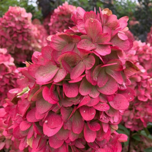 Гортензия Бонфайр метельчатая (Hydrangea Bonfire)