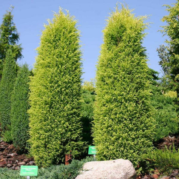 mogGoldCone