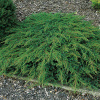 green-carpet