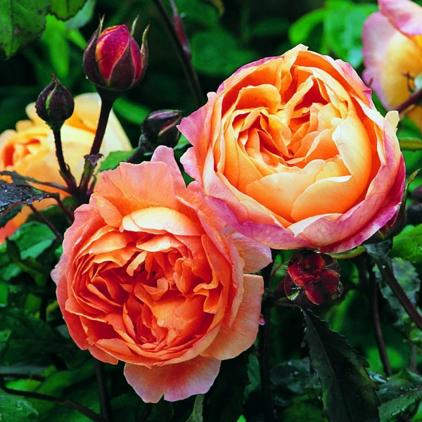Роза Вулканика чайно-гибридная (Rose Vulcanica)