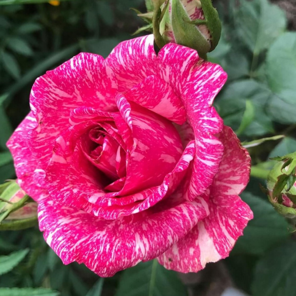 pink-intuishn
