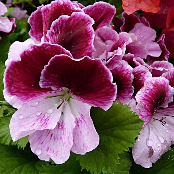 Elegance Purper Majesty