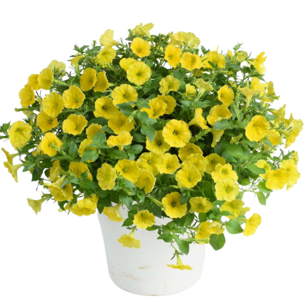 CapellaHelloYellow