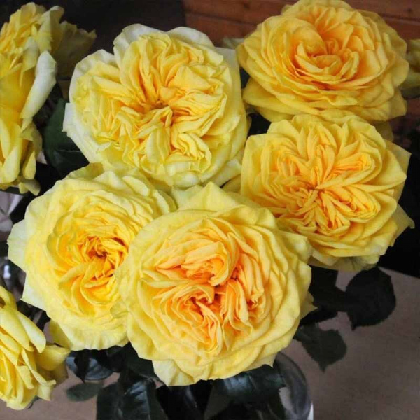 limon-pompon-1