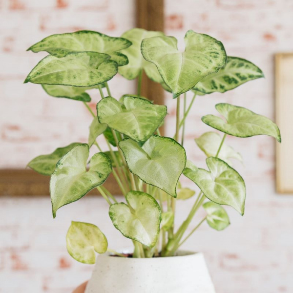 Syngonium-White-Butterfly