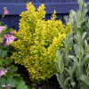 Berberis thunbergii Maria