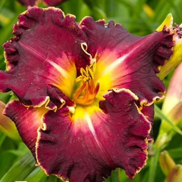 Лилейник Экселлент гибридный (Hemerocallis Excellent)