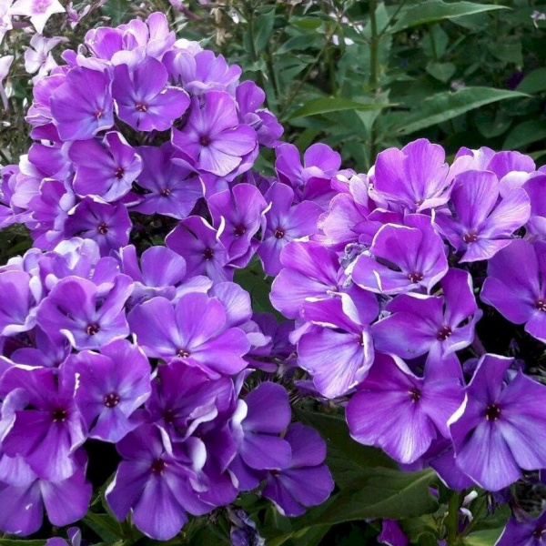 флокс полина