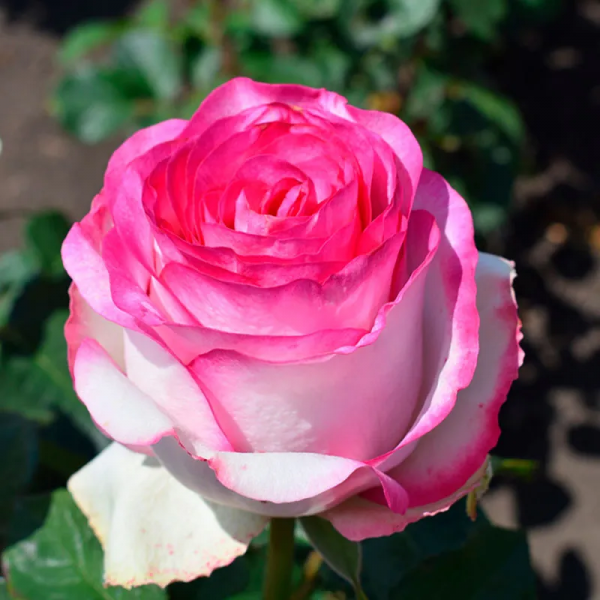 Роза Белла Вита чайно-гибридная (Rose Bella Vita)