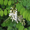 robinija-lzheakacija-robinia