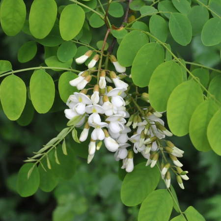 robinija-lzheakacija-robinia